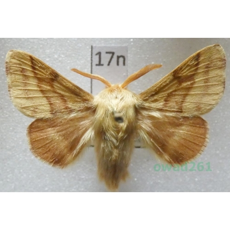 Malacosoma castrensis (Linnaeus, 1758) male Czech17n
